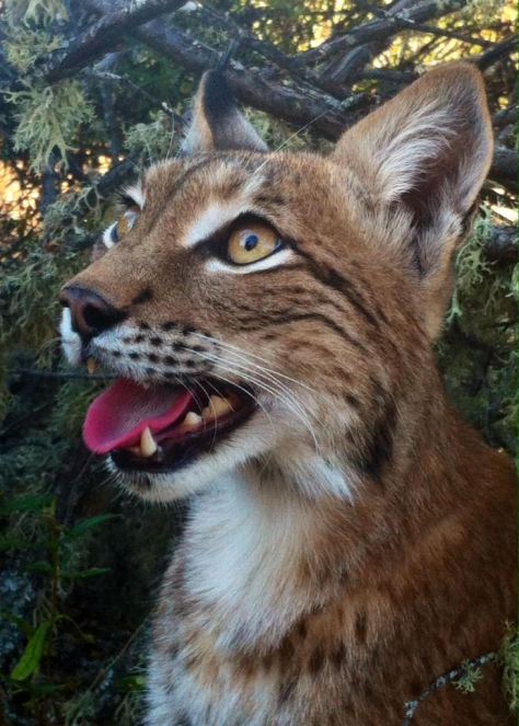 Mitos y Leyendas. El Lince