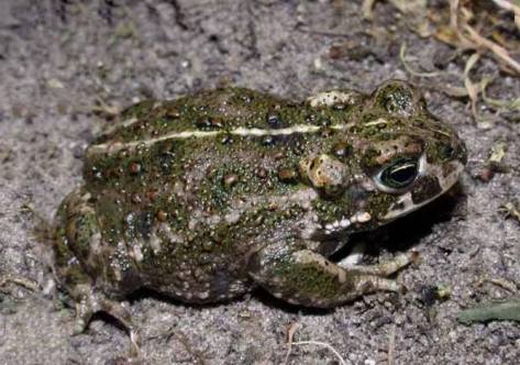 Mitos y Leyendas. Ranas y Sapos