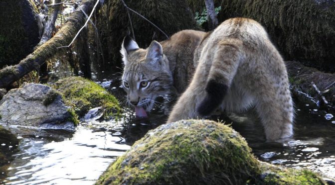 Lince boreal