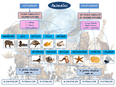 Clasificación de los Animales