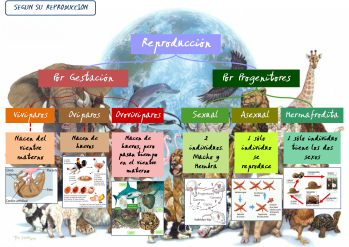 Clasificación de los Animales según su Reproducción