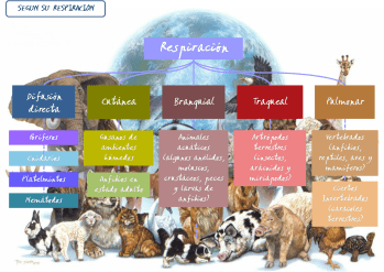 Tipos de Respiración en los Animales