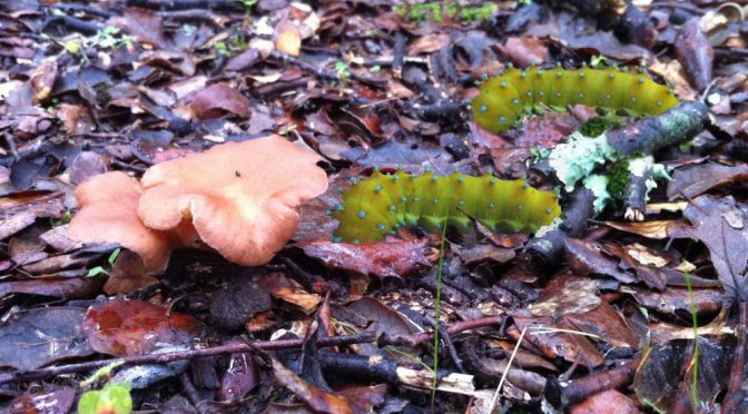 Gran Pavón Nocturno
