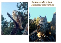 Rapaces nocturnas